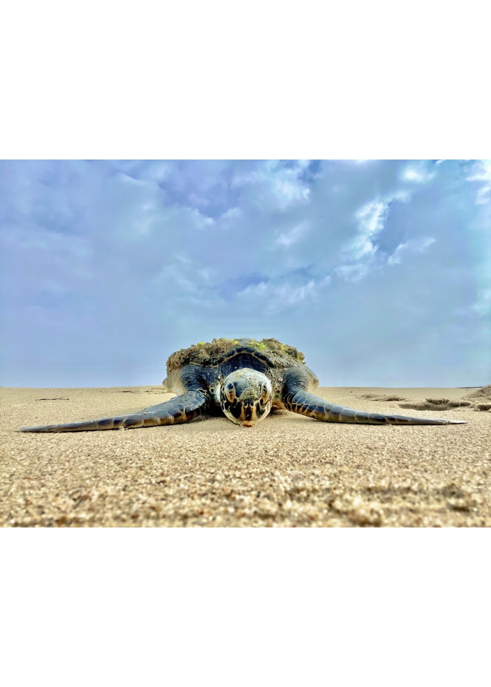 Muse Gallery Resting... by Cindy K. Smith