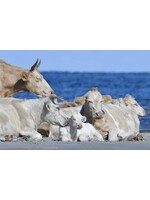 Muse Gallery Sleeping Beauties by Cindy K. Smith