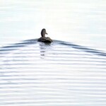 Muse Gallery Solitude  by Cindy K. Smith