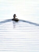 Muse Gallery Solitude  by Cindy K. Smith