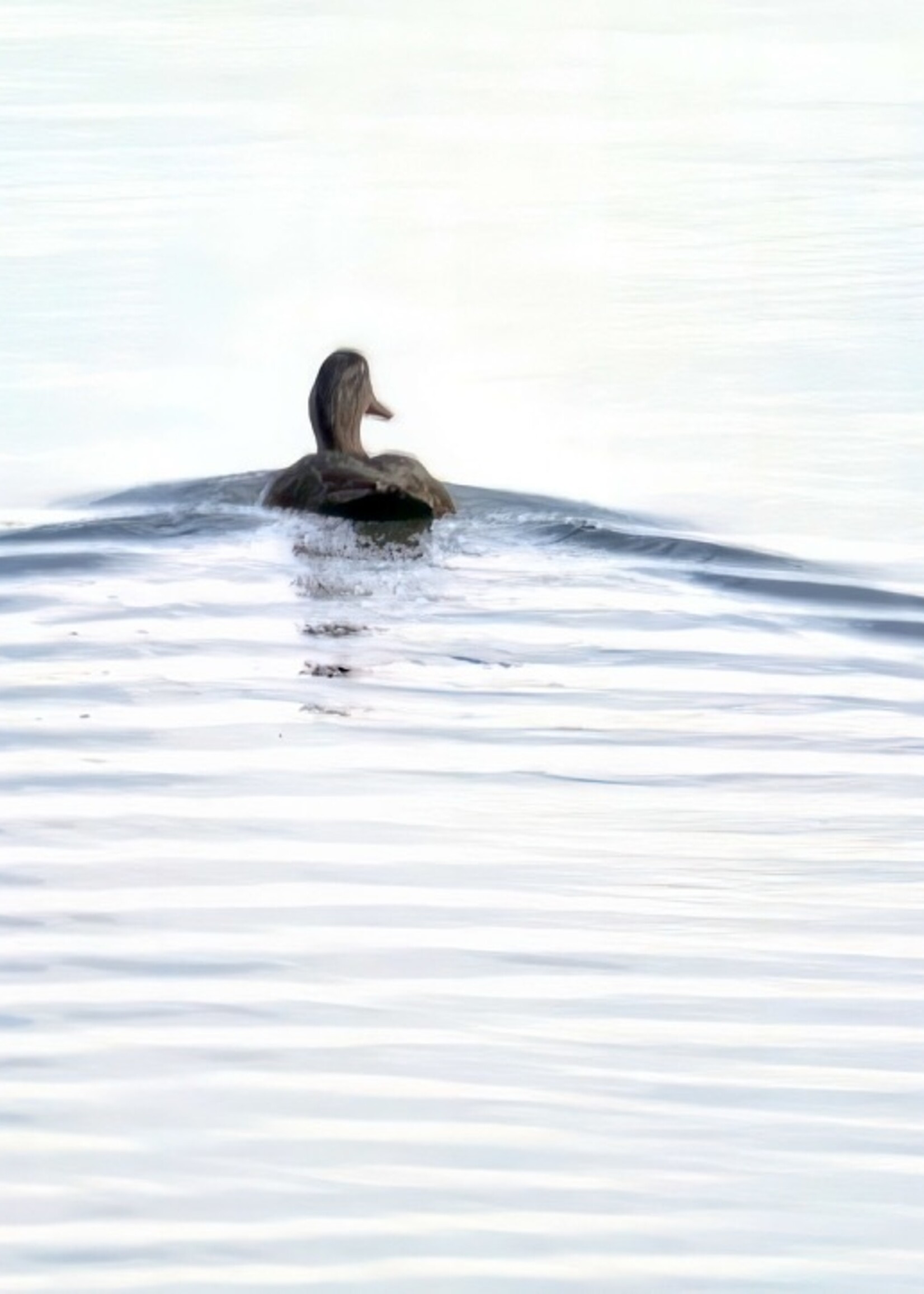 Muse Gallery Solitude  by Cindy K. Smith