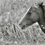 Muse Gallery Horse & Ivy by  Cindy K. Smith