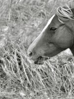 Muse Gallery Horse & Ivy by  Cindy K. Smith
