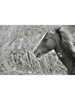 Muse Gallery Horse & Ivy by  Cindy K. Smith