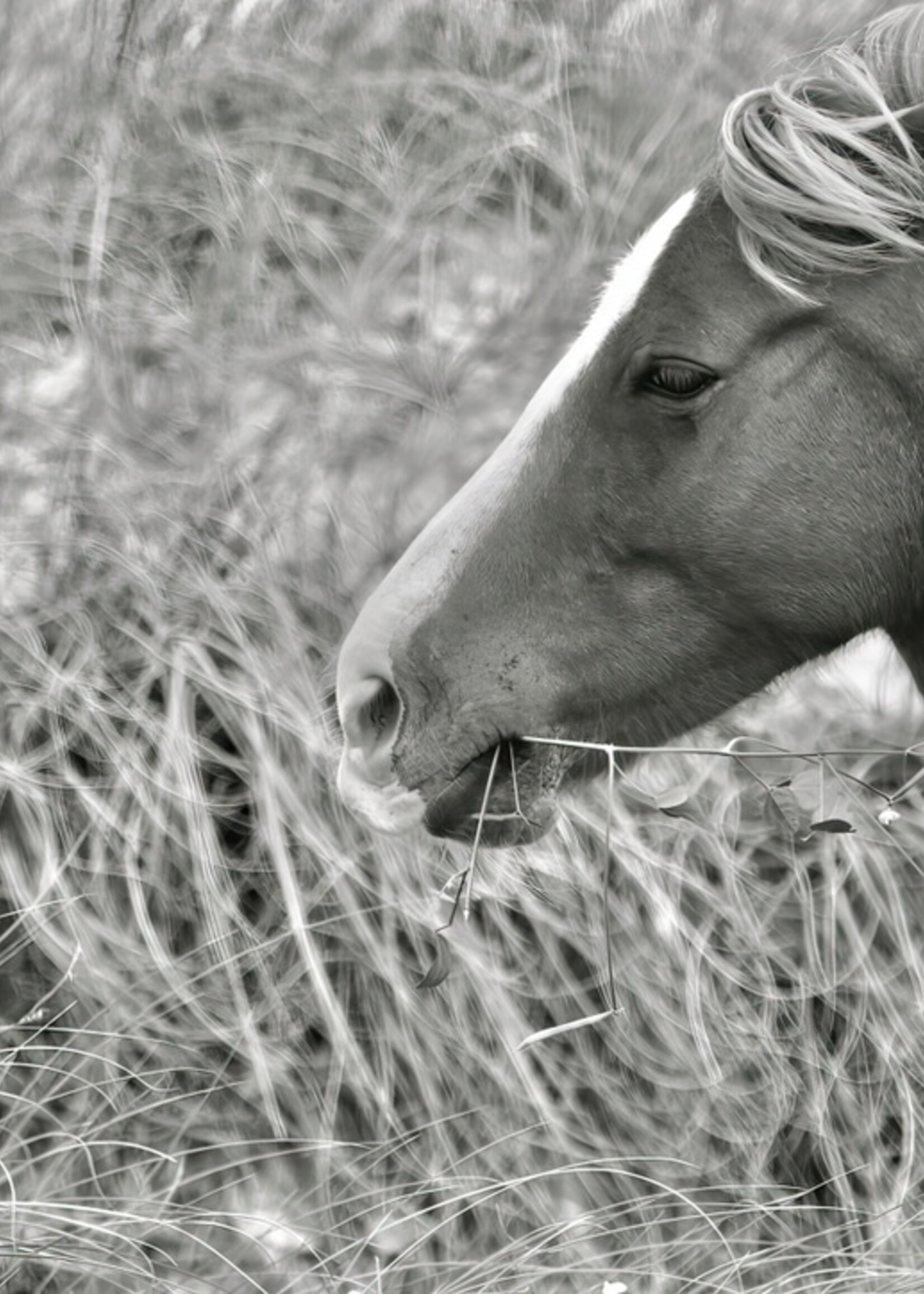 Muse Gallery Horse & Ivy by  Cindy K. Smith