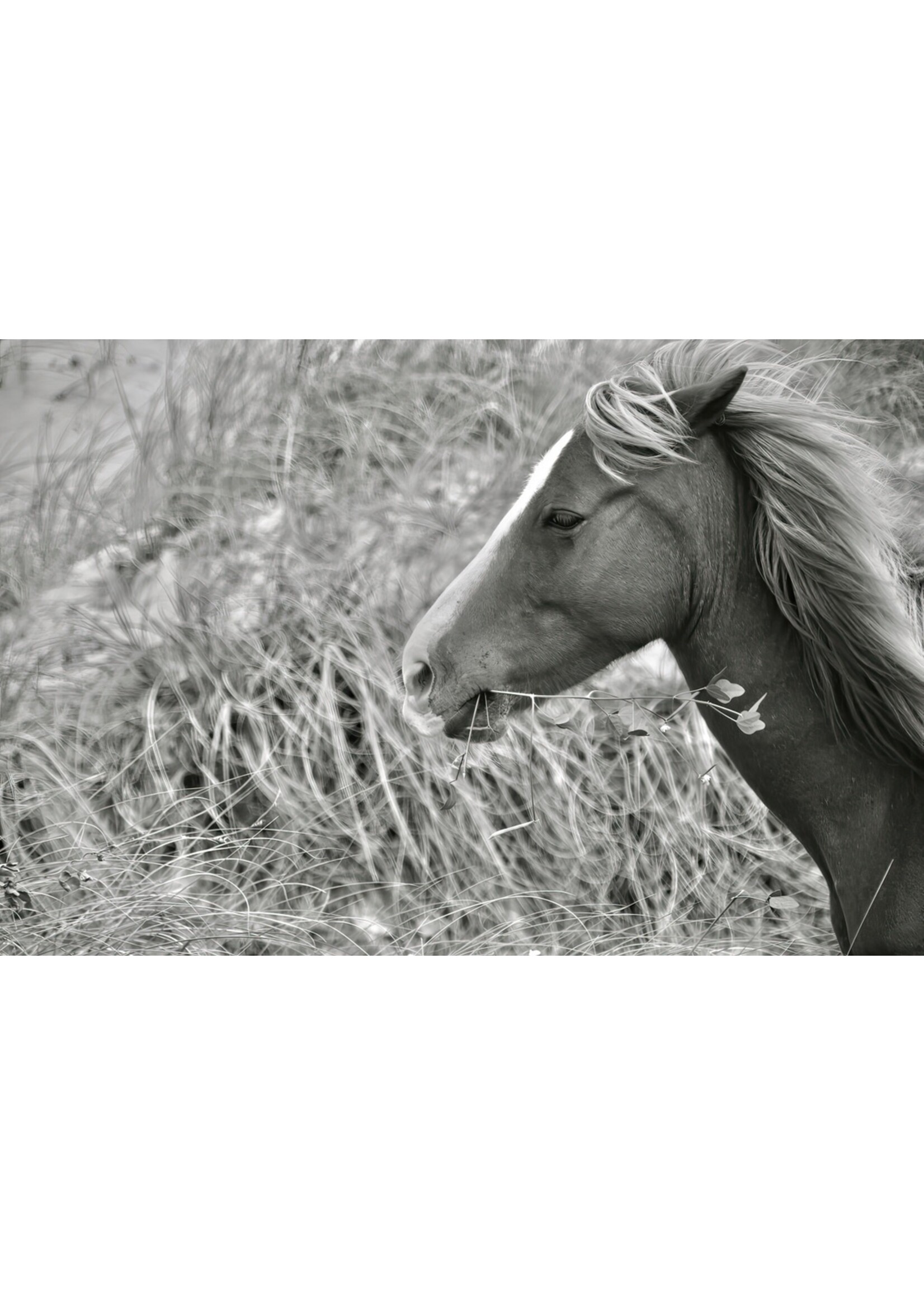 Muse Gallery Horse & Ivy by  Cindy K. Smith