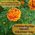 My Muses Card Shop Community Dye Garden Volunteer Day (June 16th, 2025)
