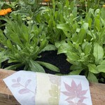 My Muses Card Shop Community Dye Garden Ecoprinting Party (July 6th, 2025)