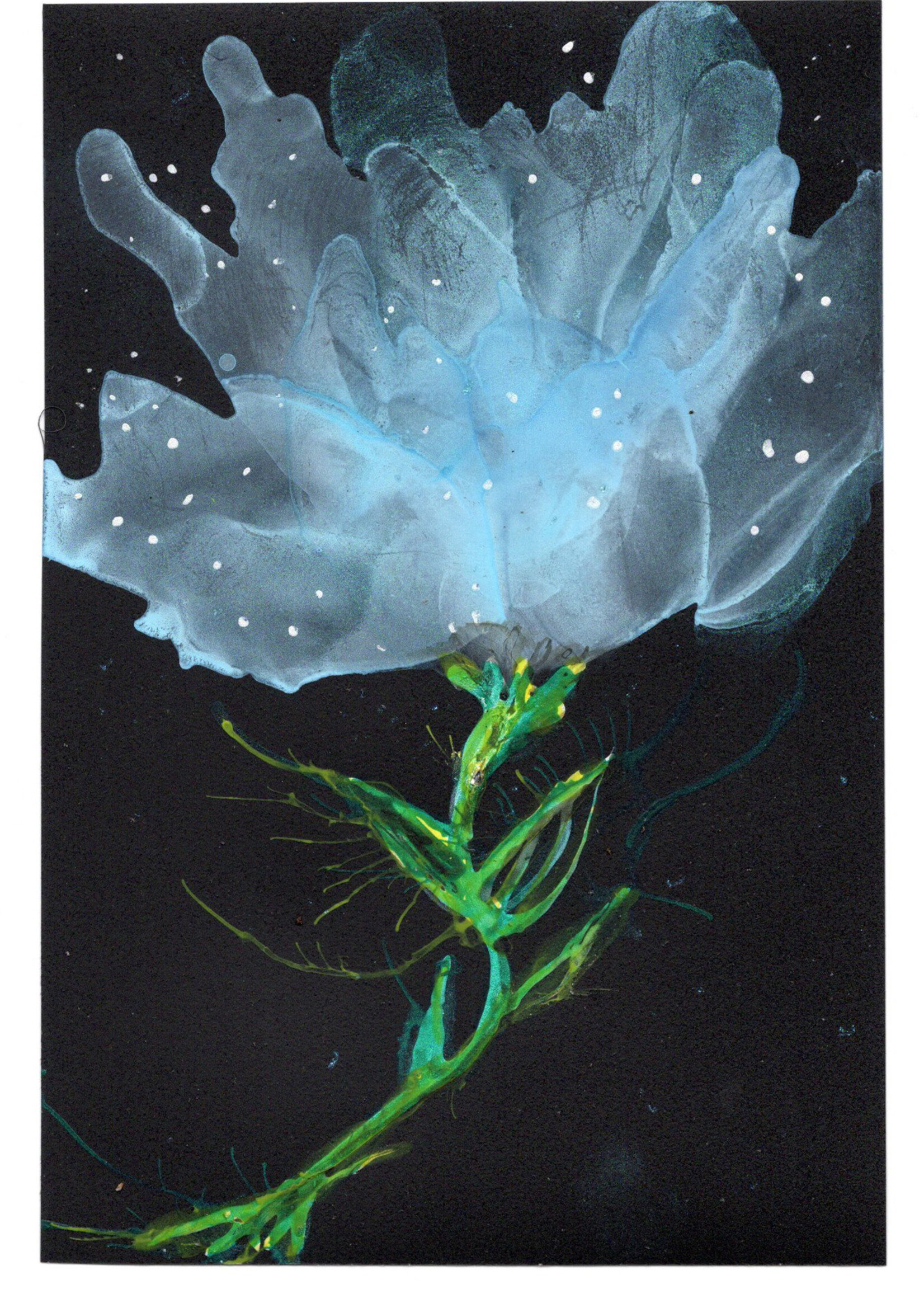 Holly Burnham Night Flowers II 4 x 6 Muse Gallery