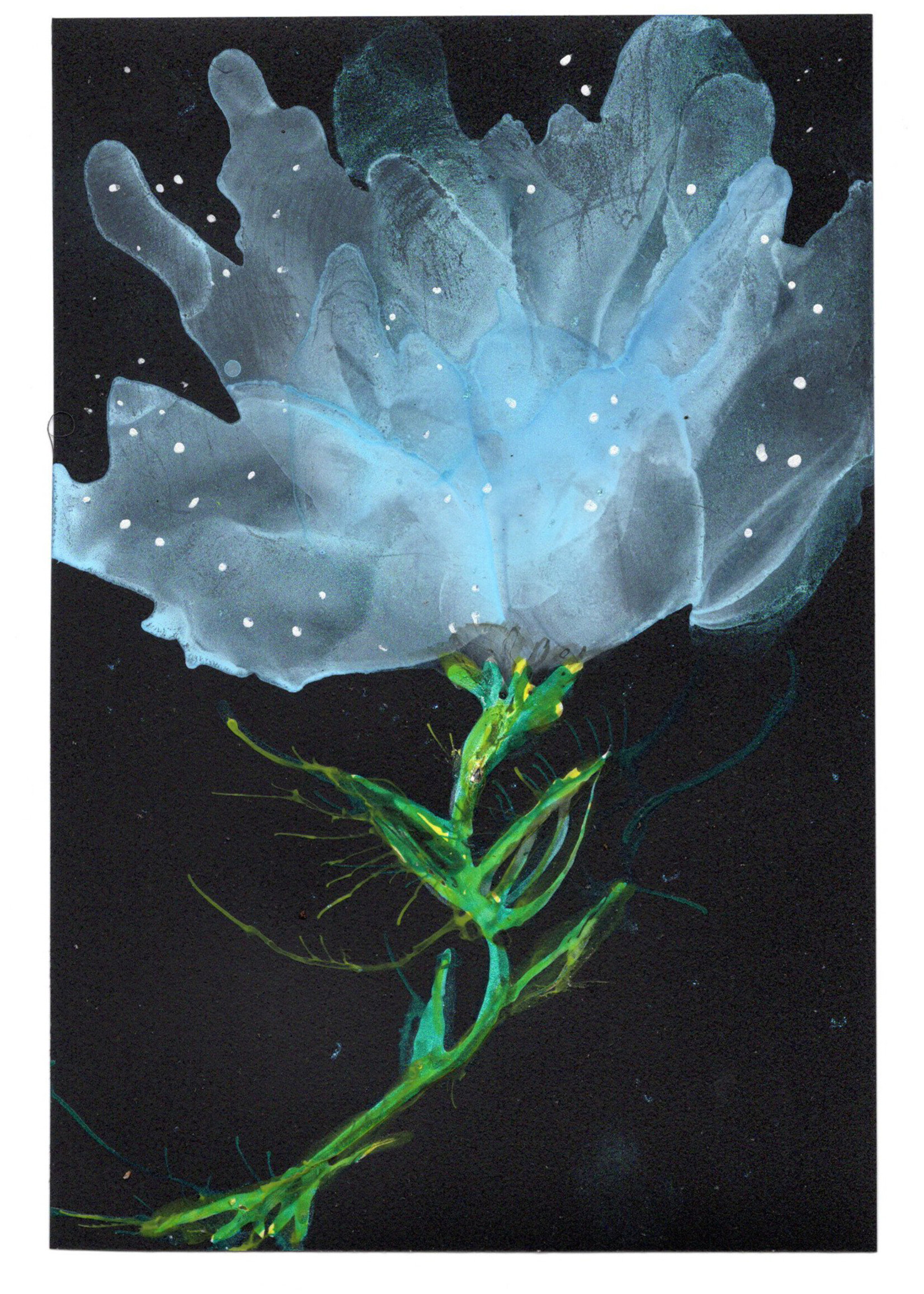 Holly Burnham Night Flowers II 4 x 6 Muse Gallery