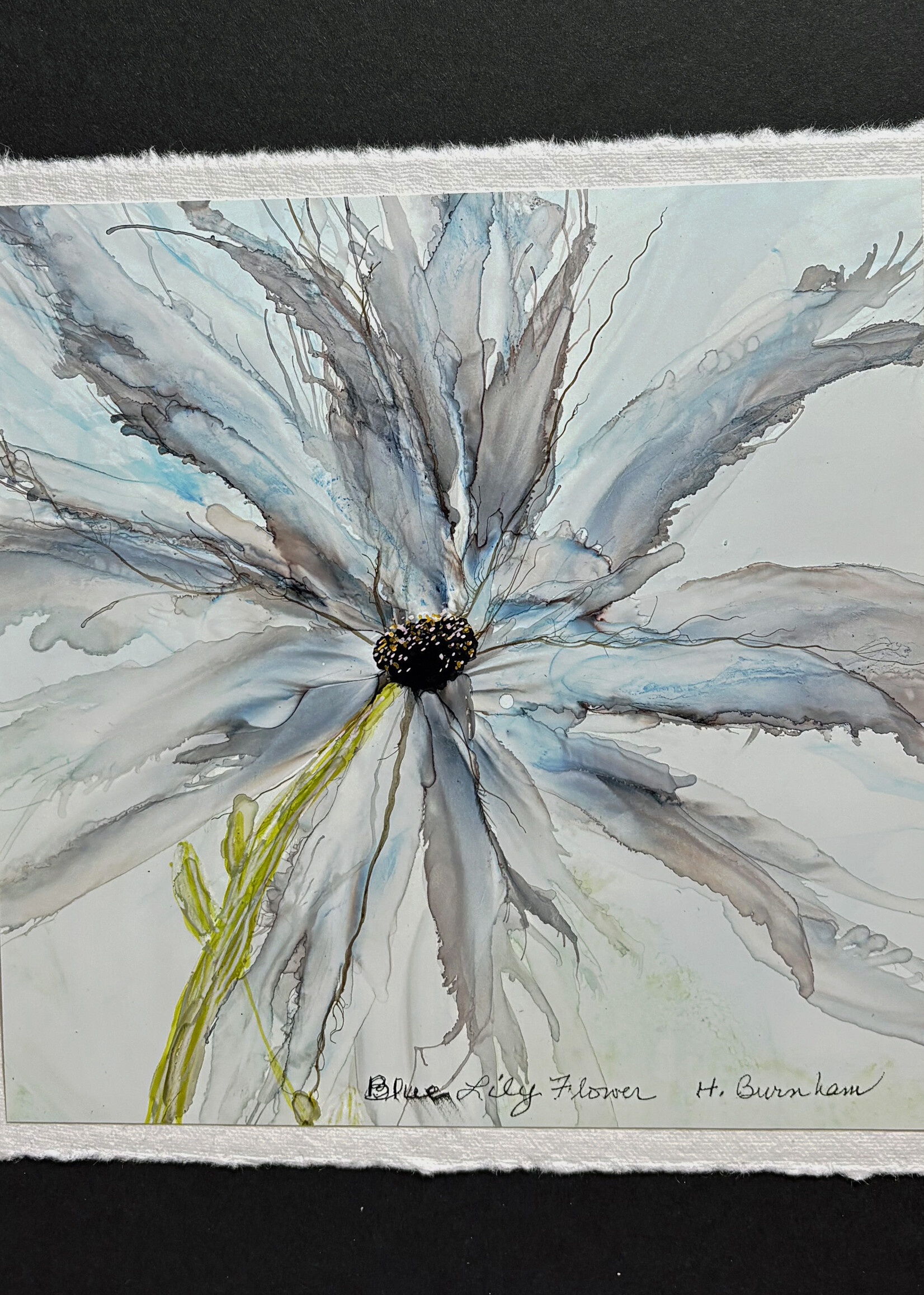 Holly Burnham Blue Lily Flower 7.5 x 7.5 Muse Gallery
