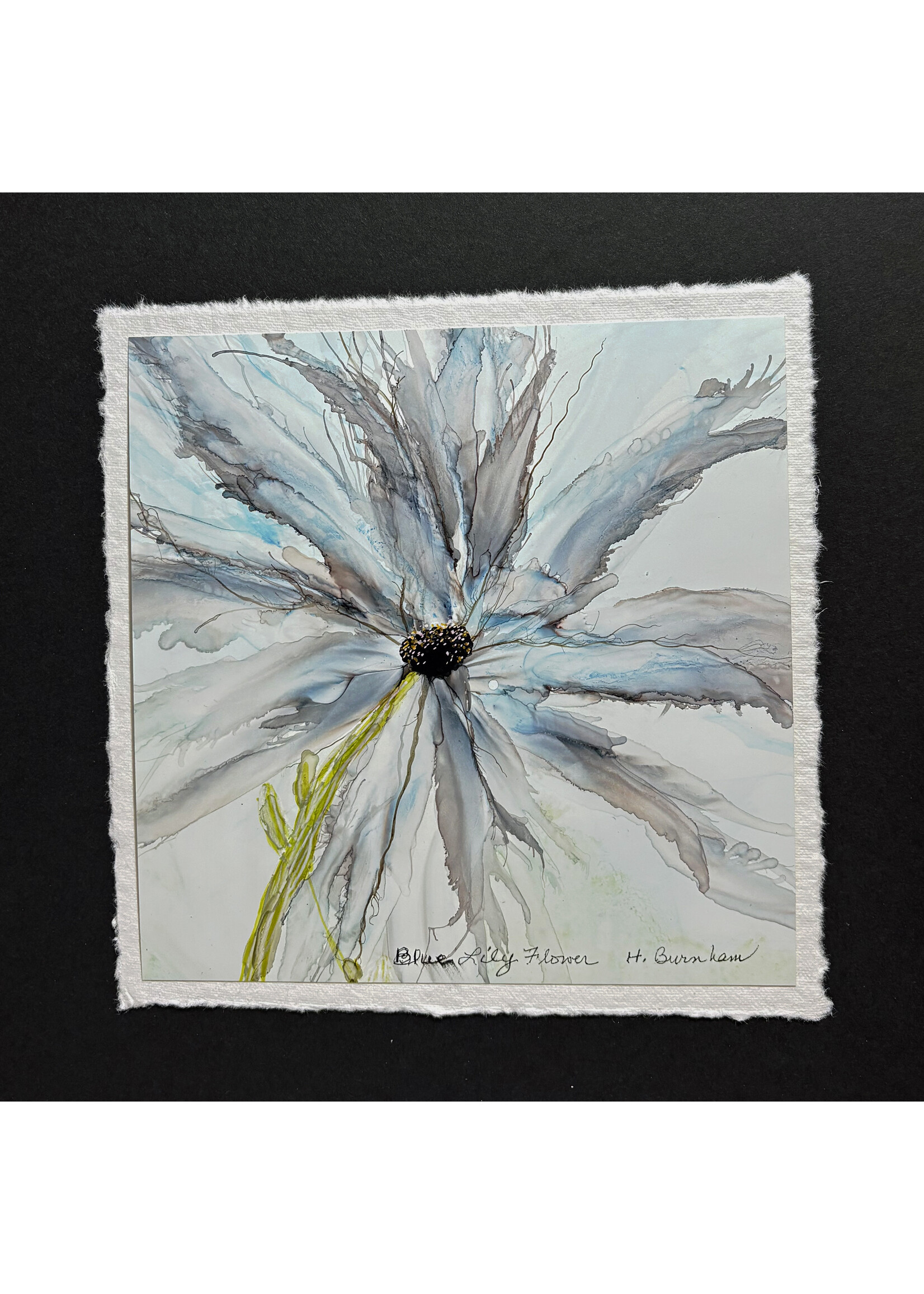Holly Burnham Blue Lily Flower 7.5 x 7.5 Muse Gallery