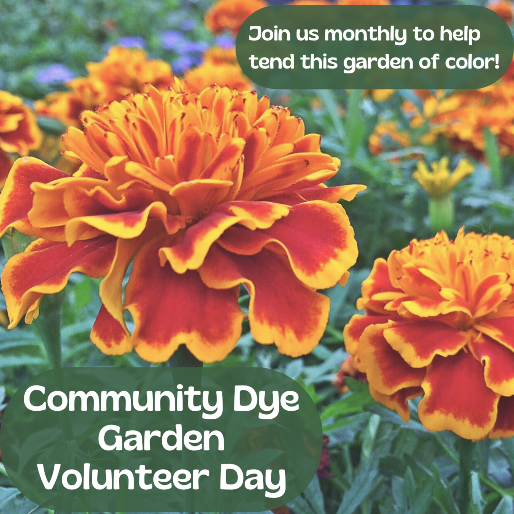 My Muses Card Shop Community Dye Garden Volunteer Day (April 19th, 2026)