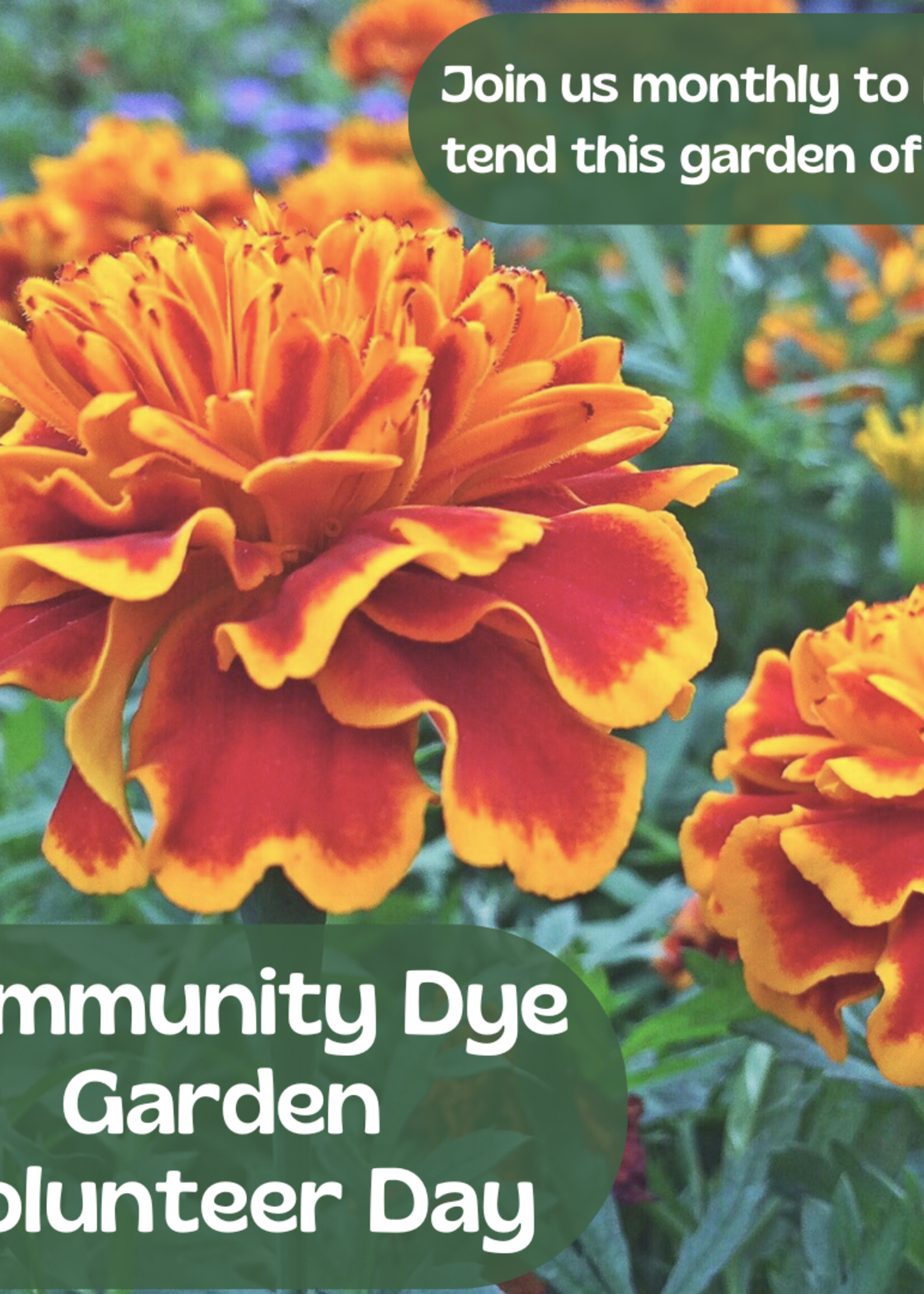 My Muses Card Shop Community Dye Garden Volunteer Day (November 10th, 2025)