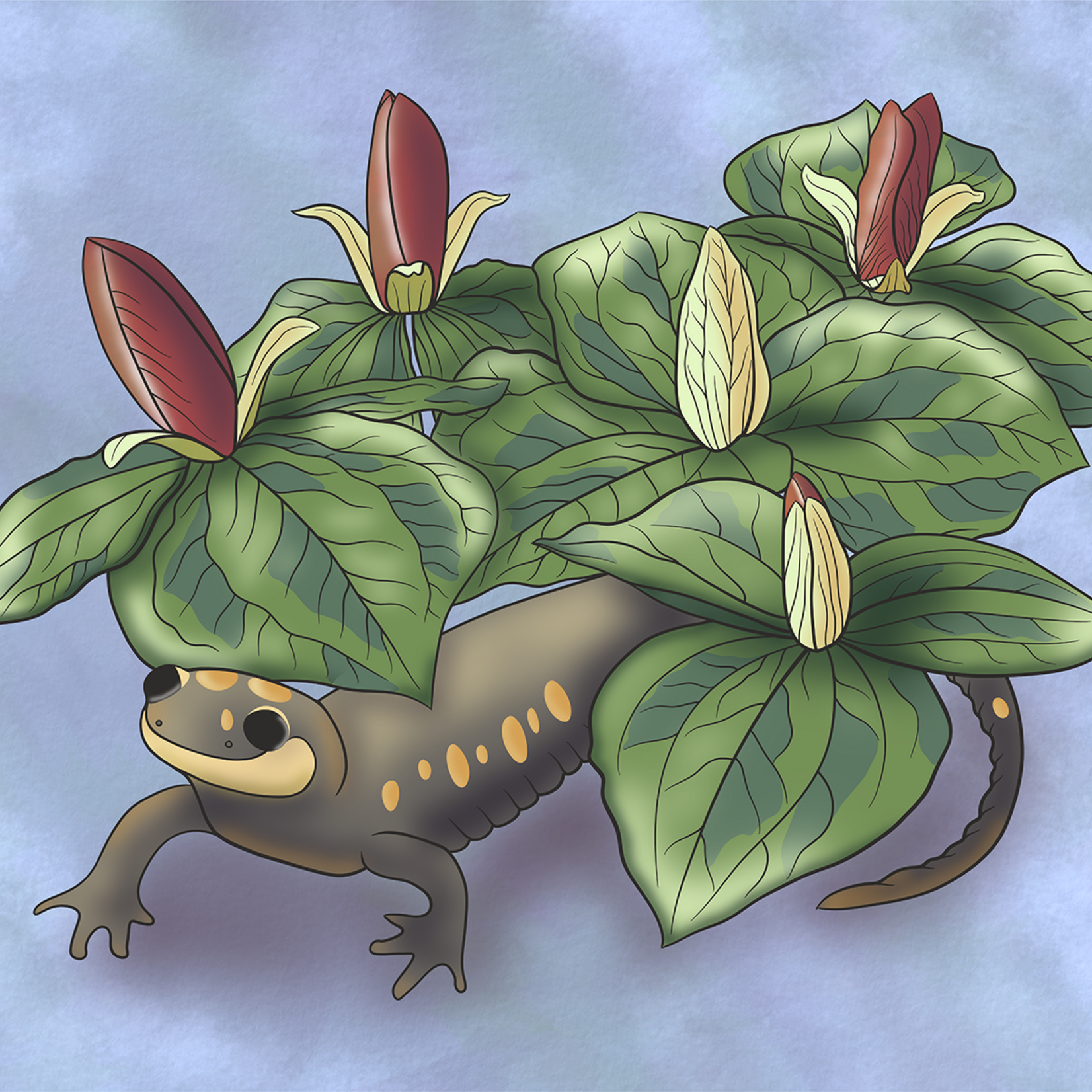 Joanna Massey Lelekacs | Trillium & Spotted Salamander | 24 x 18 | Muse Gallery
