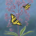 Joanna Massey Lelekacs  Bluefae Studios | Joe-Pye Weed & Tiger Swallowtail | 18 x 24 | Muse Gallery