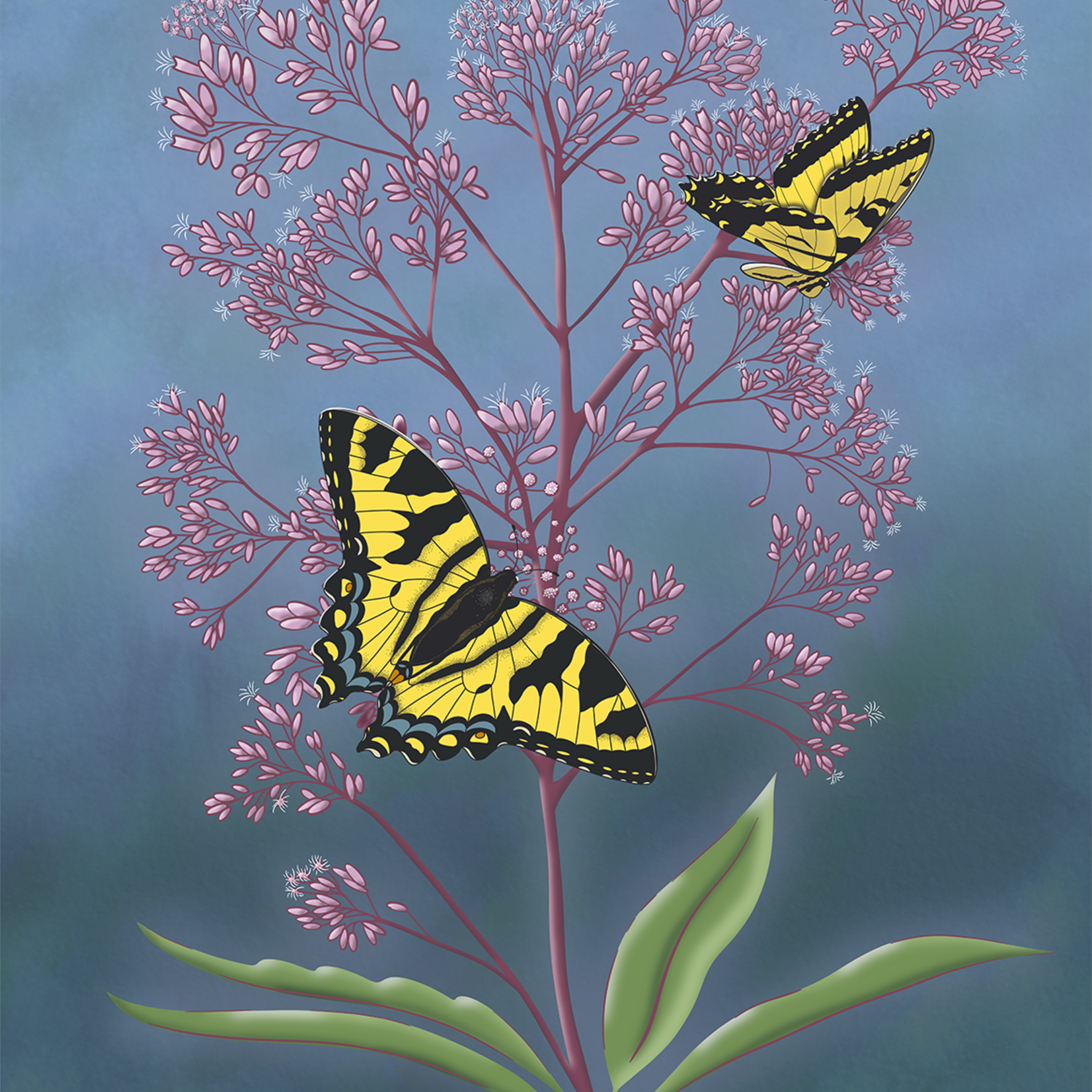 Joanna Massey Lelekacs  Bluefae Studios | Joe-Pye Weed & Tiger Swallowtail | 18 x 24 | Muse Gallery