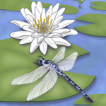 Joanna Massey Lelekacs  Bluefae Studios | American Waterlily & Dragonfly | 18 x 24 | Muse Gallery