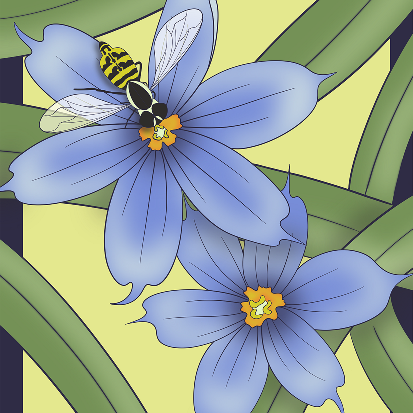 Joanna Massey Lelekacs  Bluefae Studios | Blue-Eyed Grass & Syrphid Fly | 18 x 24 | Muse Gallery