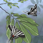 Joanna Massey Lelekacs  Bluefae Studios | Pawpaw & Zebra Swallowtail | 18 x 24 | Muse Gallery