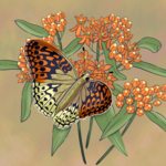 Joanna Massey Lelekacs  Bluefae Studios | Butterfly Weed & Fritillary | 10 x 8 | Muse Gallery