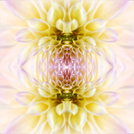 Delia Quigley | Dahlia 1 | 20  x 20 | Muse Gallery