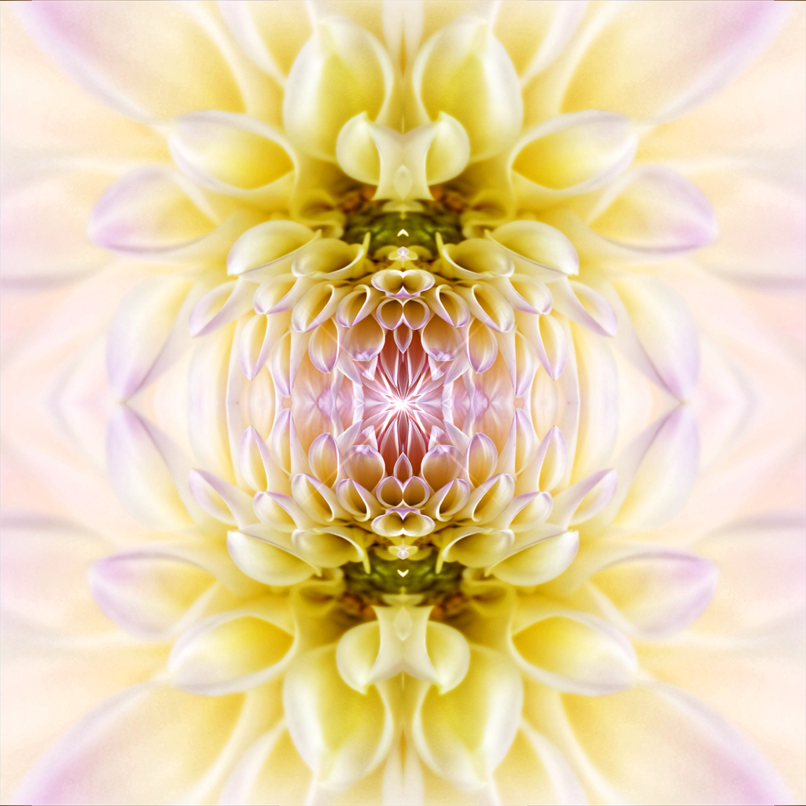 Delia Quigley | Dahlia 1 | 20  x 20 | Muse Gallery