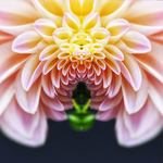 Delia Quigley | Dahlia 2 | 16  x 16 | Muse Gallery