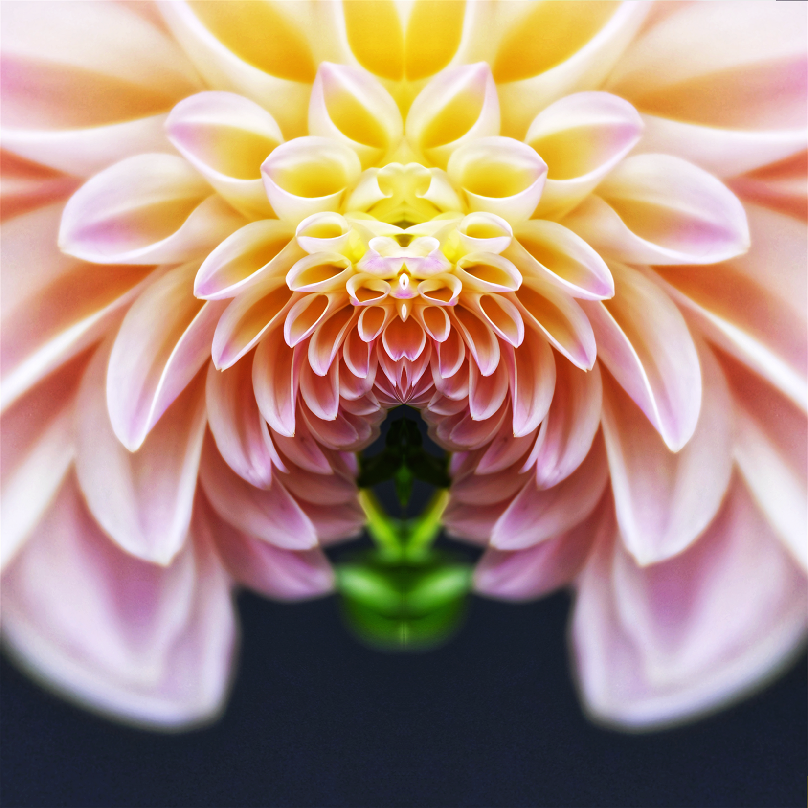 Delia Quigley | Dahlia 2 | 16  x 16 | Muse Gallery