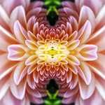 Delia Quigley | Dahlia 3 | 16  x 16 | Muse Gallery