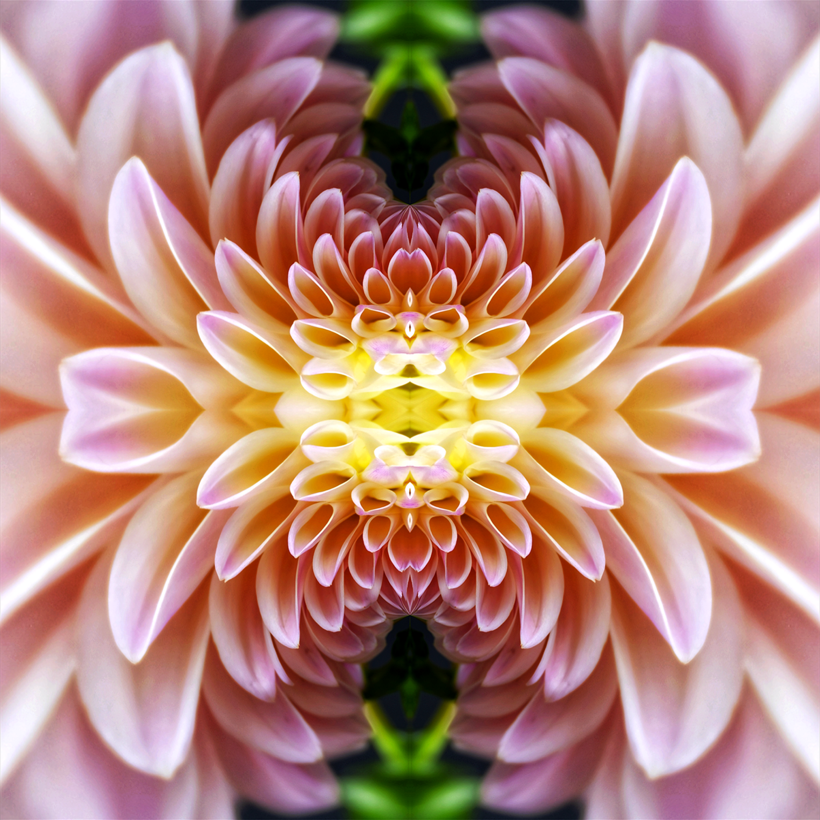 Delia Quigley | Dahlia 3 | 16  x 16 | Muse Gallery