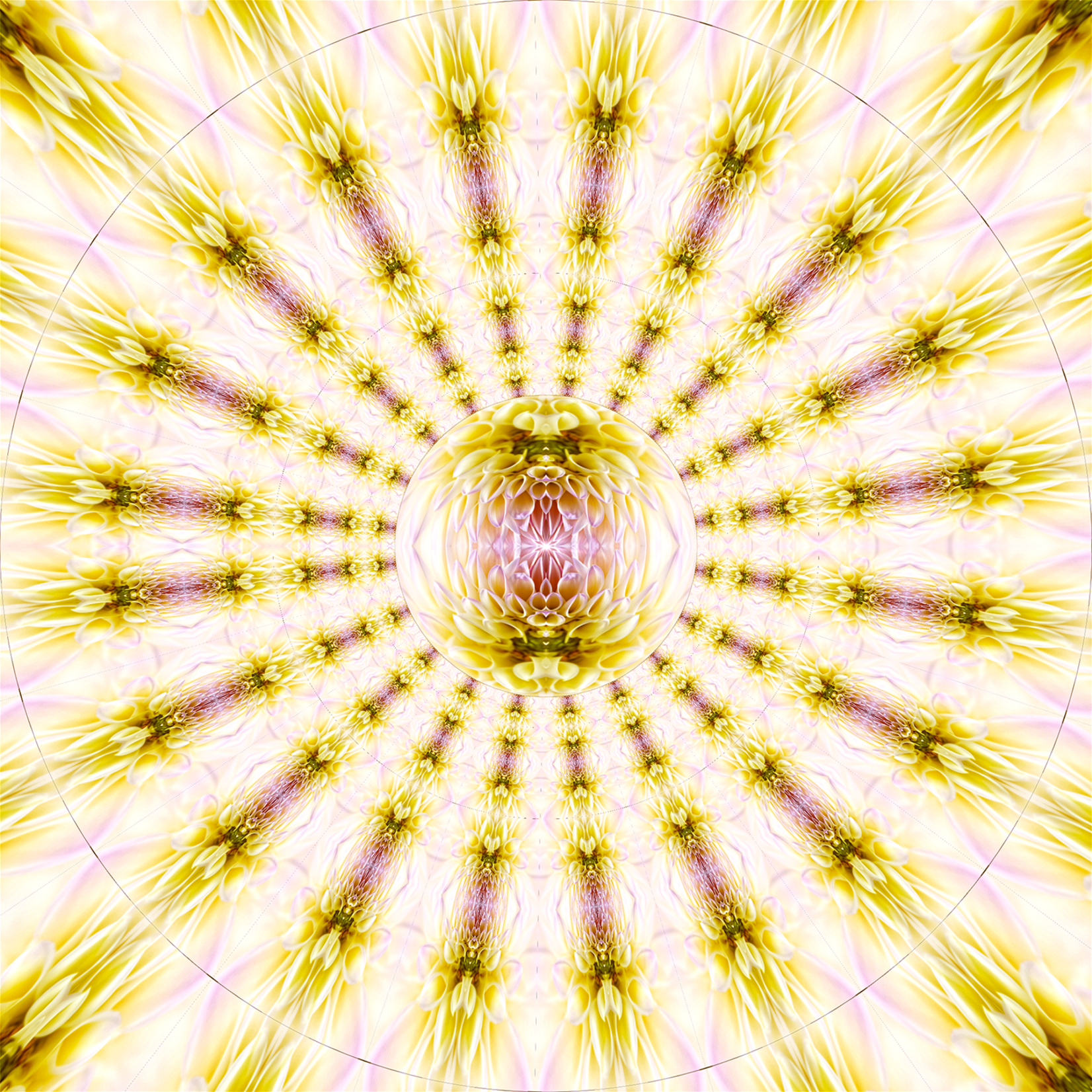 Delia Quigley | Dahlia 4 | 16  x 16 | Muse Gallery