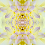 Delia Quigley | Dahlia 5 | 16  x 16 | Muse Gallery