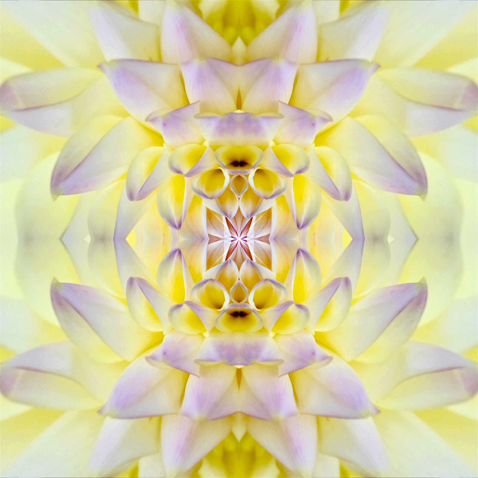 Delia Quigley | Dahlia 5 | 16  x 16 | Muse Gallery