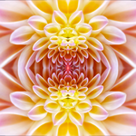 Delia Quigley | Dahlia 6 | 16  x 16 | Muse Gallery