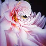 Delia Quigley | Dahlia 7 | 16  x 16 | Muse Gallery