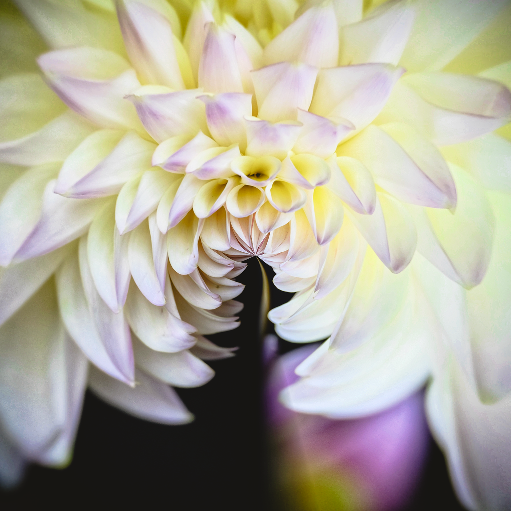 Delia Quigley | Dahlia 8 | 16  x 16 | Muse Gallery