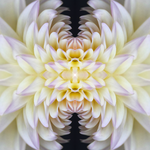 Delia Quigley | Dahlia 9 | 16  x 16 | Muse Gallery