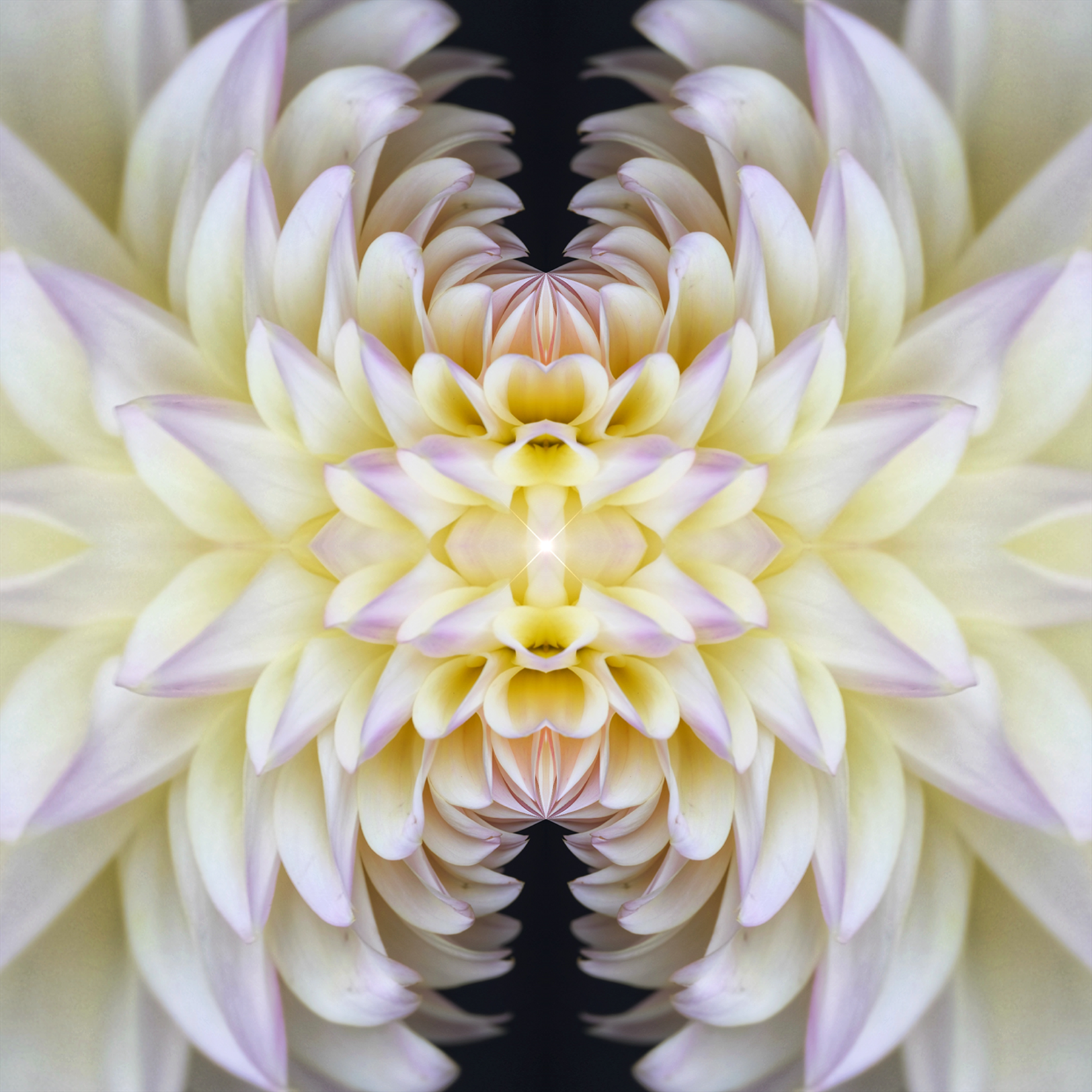 Delia Quigley | Dahlia 9 | 16  x 16 | Muse Gallery