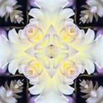 Delia Quigley | Dahlia 10 | 16  x 16 | Muse Gallery