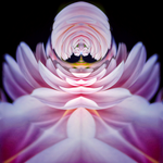 Delia Quigley | Dahlia 11 | 16  x 16 | Muse Gallery