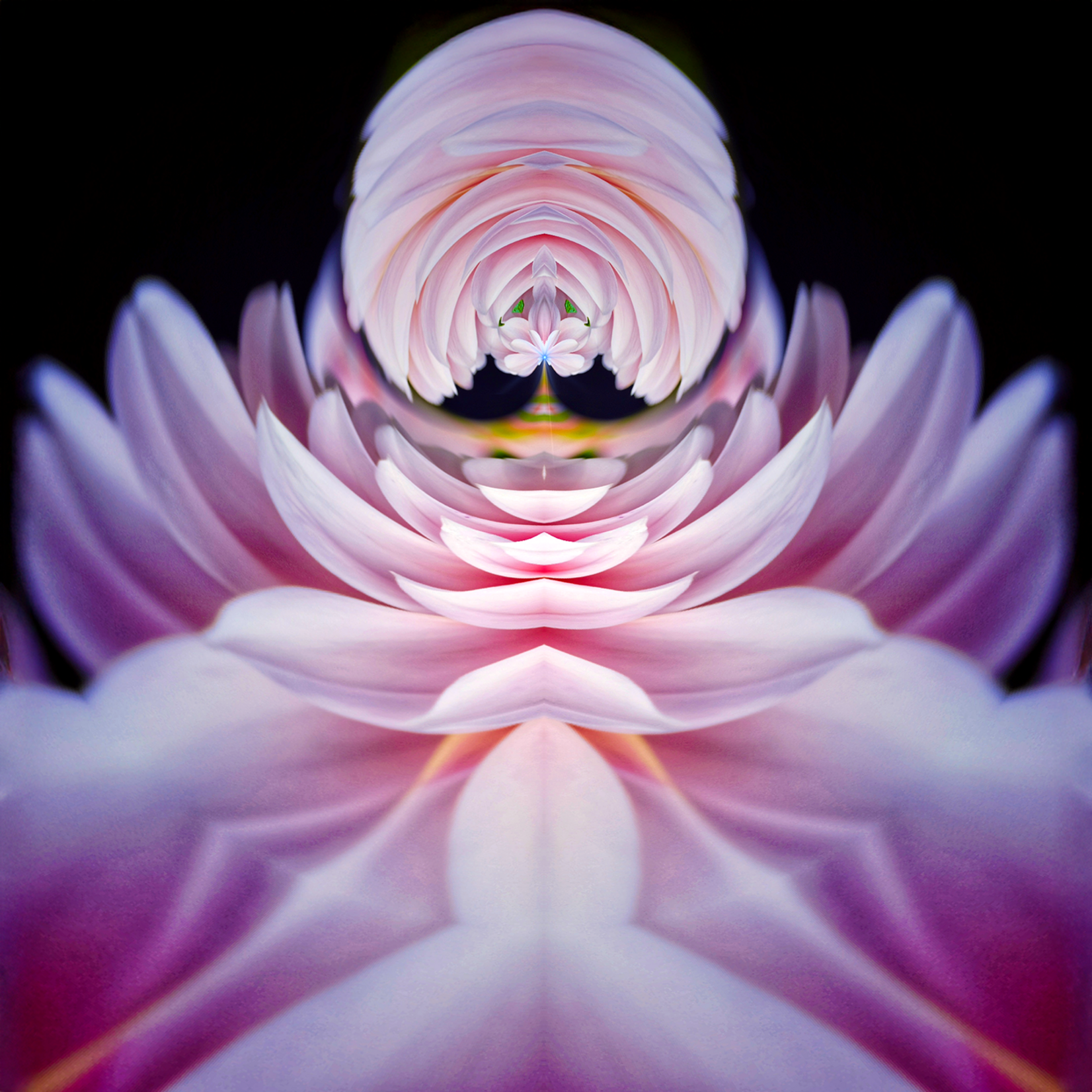 Delia Quigley | Dahlia 11 | 16  x 16 | Muse Gallery