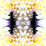 Delia Quigley | Dahlia 12 | 16  x 16 | Muse Gallery