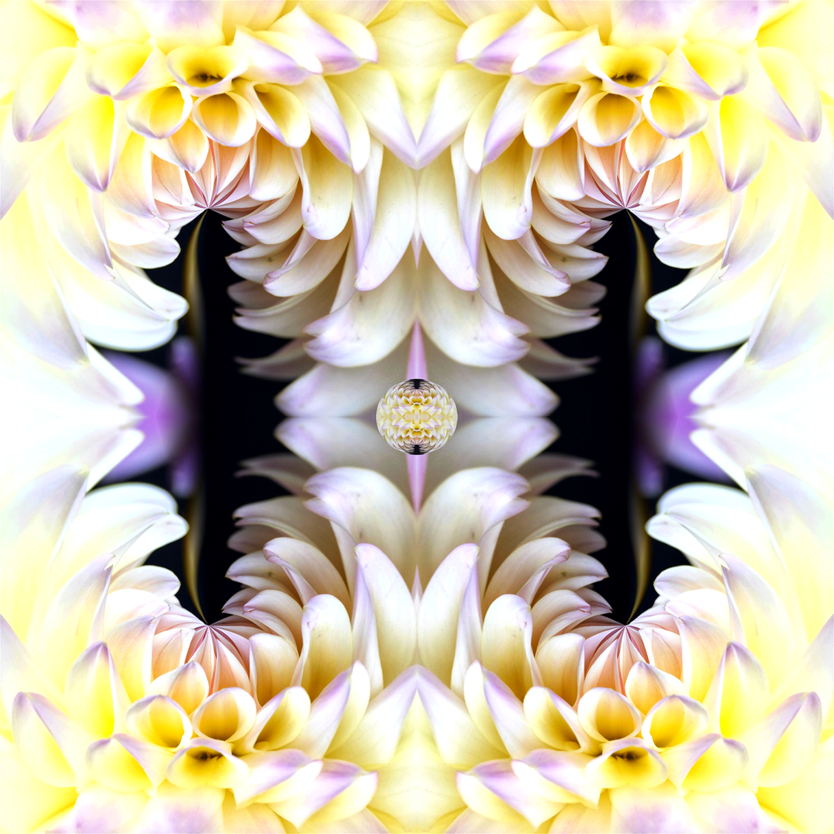 Delia Quigley | Dahlia 12 | 16  x 16 | Muse Gallery