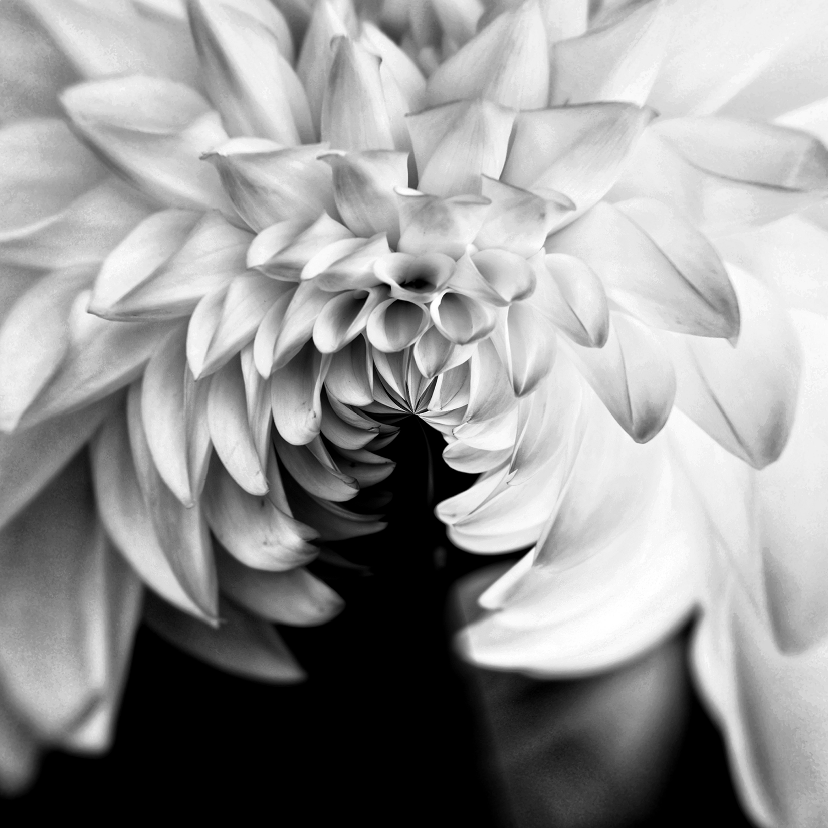 Delia Quigley | B & W Dahlia 8 | 16  x 16 | Muse Gallery