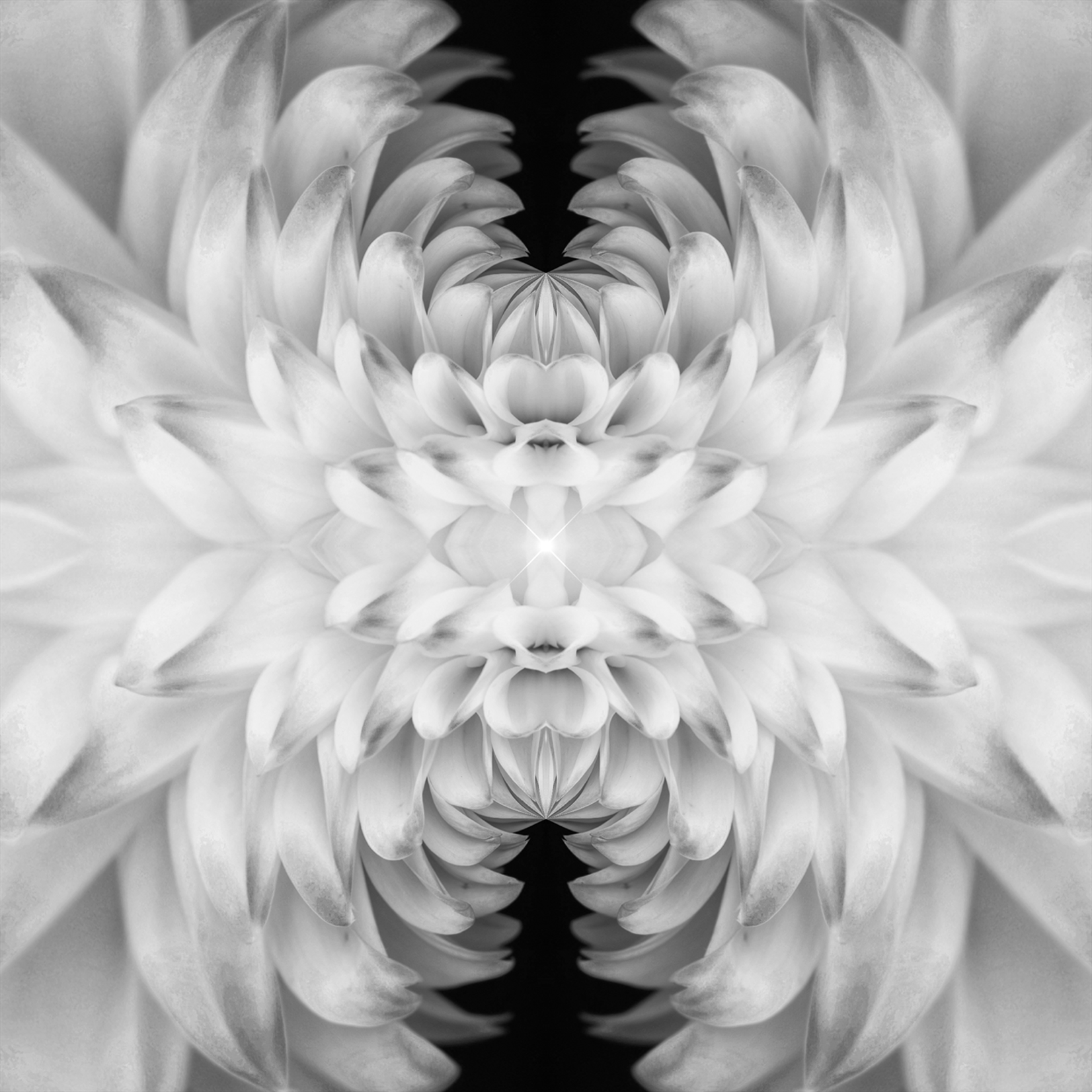 Delia Quigley | B & W Dahlia 14 | 16  x 16 | Muse Gallery