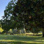 Spring into Qi Gong Retreat: Learn and Experience Practice with the Five Elements (April 11th, 2026)