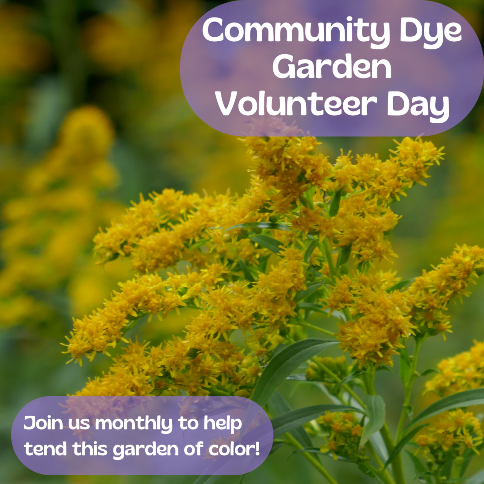 My Muses Card Shop Community Dye Garden Volunteer Day (April 19th, 2026)