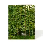 Felix Doolittle Felix Doolittle Magical Forest  Card