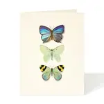 Felix Doolittle Felix Doolittle Butterfly trio
